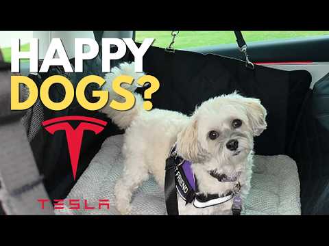 REEVAA 2026 Tesla New Model Y Juniper Accessories - Mud Flaps [Protect Paint, No Drilling Required] All-Weather Splash Guard Body Kits for Model Y Juniper 2025-2026, Black (Set of 4) video review thumbnail