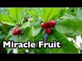 All About Miracle Fruit!