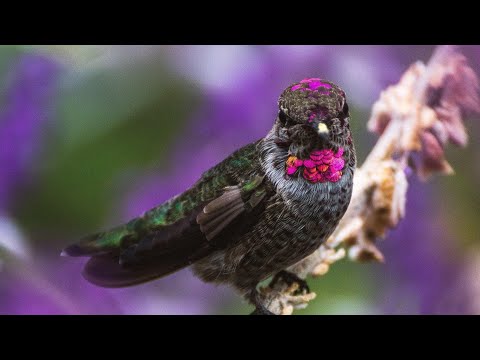 Gentle Sounds Of Nature  4 Hours of Birdsong and Waterfall Sounds 779