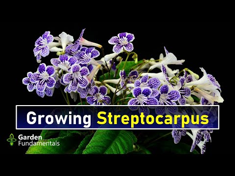Streptocarpus 🎭🌺💖 You will Love this New Houseplant!