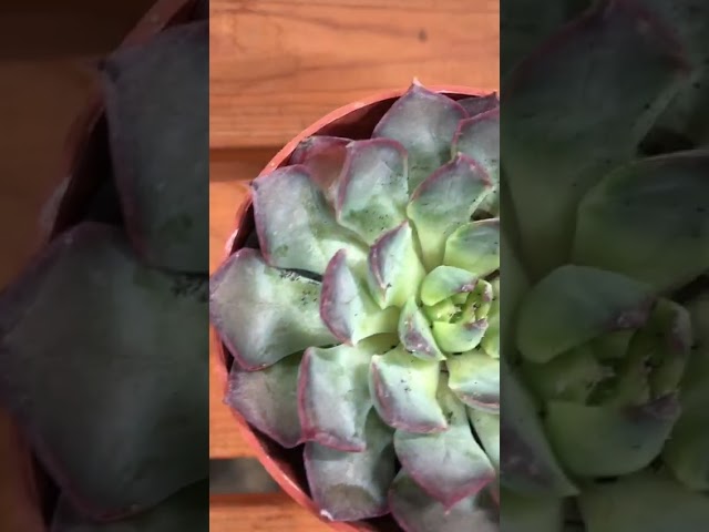 Стандарт поставки видео №1 Эхеверия Саммер, D-9