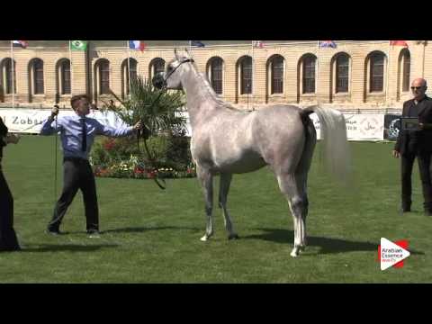 N.18 LABEEBAH ALBIDAYER - Chantilly 2015 AWC - Fillies 2 years old (Class 2)