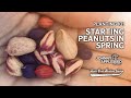 Planting 101 | Starting Peanuts In Spring