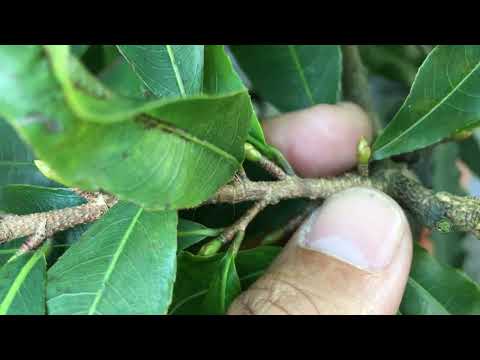 Ngày 16-9 al bón phân hữu cơ định kỳ cho cây mai vàng miền Bắc