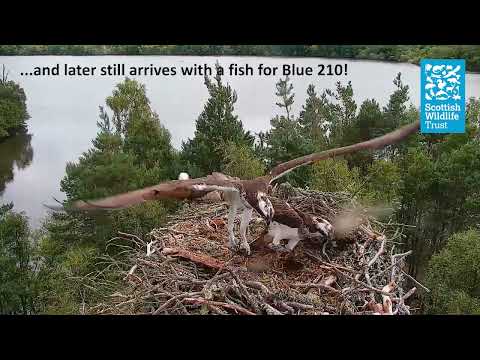 Intruding Female Osprey 'Blue 210' Gets Comfy on the Nest - Loch of the Lowes Webcam (2025)