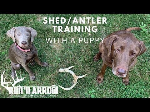 YouTube video about: How to train a dog to shed hunt?