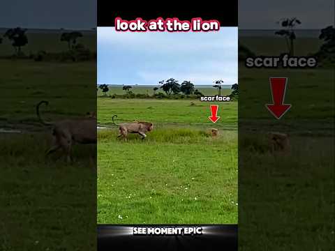scar face Lion vs lion #trending #animals #wildlife #youtubeshorts #youtube #shorts #scarface #lion