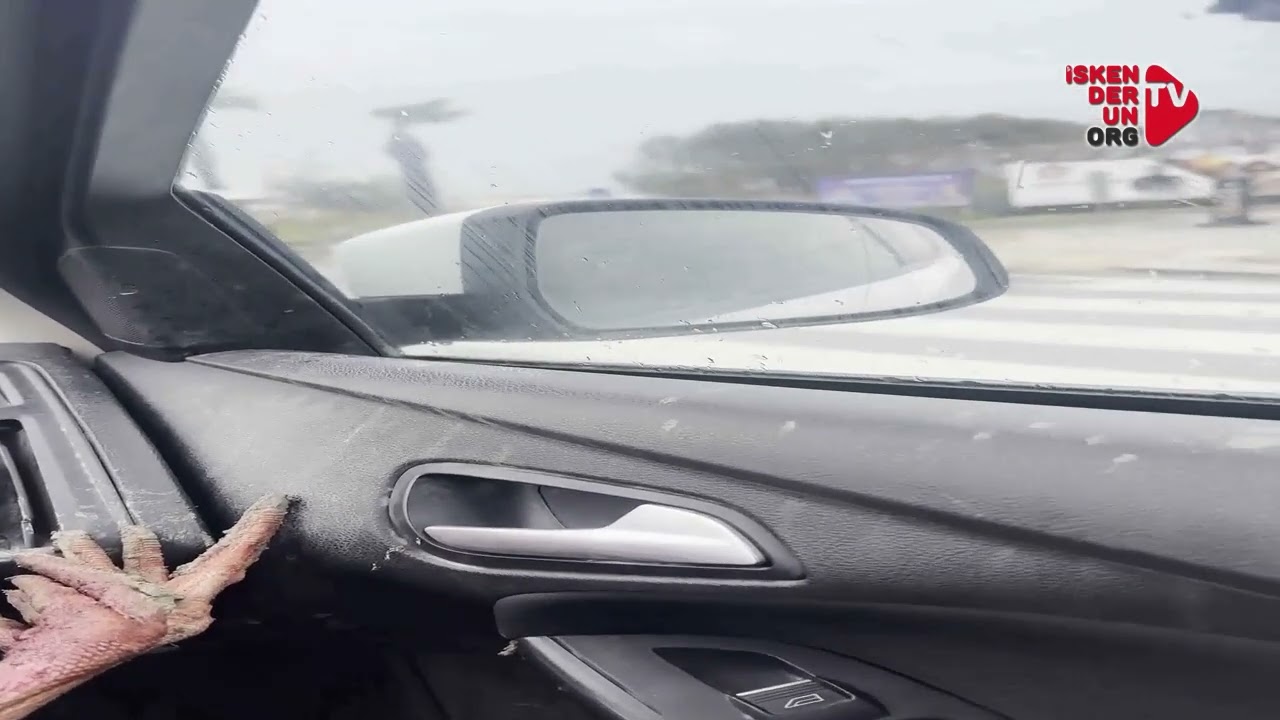 Hatay’da Göç Yolundaki Leylek Vuruldu!