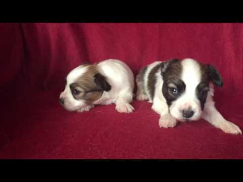 Papillon puppy for sale