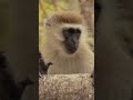 🎥🐒 Monkeys of the Lemosho Route – Meet Kilimanjaro’s Wild Side! 🏔️🌿