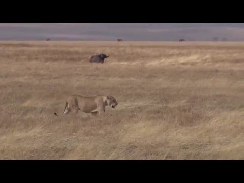 Lions chase Buffalo Bull