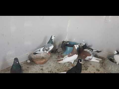 silver young and all blue bar young serbian highflyers strong looking birds🍻