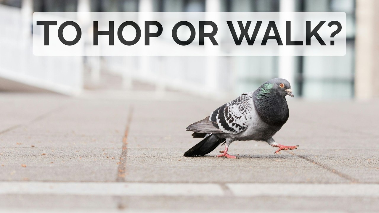 Why do some birds hop and others walk?