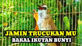 Download lagu Suara Burung Trucukan Gacor Panggil lawan Pancingan trucuk betina memanggil jantan agar bunyi mp3 Download lagu Suara Burung Trucukan Gacor Panggil lawan Pancingan trucuk betina memanggil jantan agar bunyi mp3