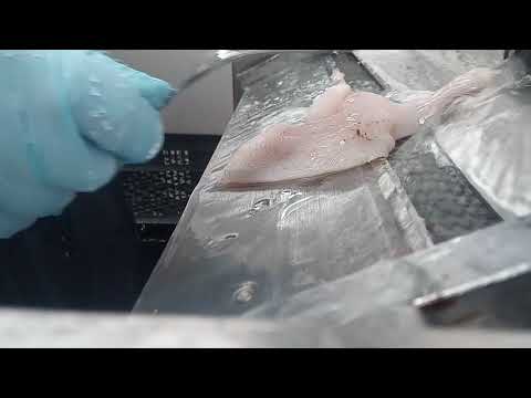 Ahvenen nahan poisto. Perämeri Hailuoto