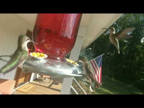 Hummingbird Feeding Frenzy