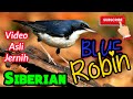 Download Lagu Siberian Blue Robin North Ronaldsay  Robin Biru Siberia Mp3 Free