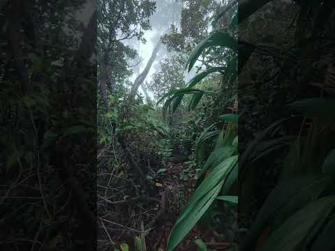Algunos caminos no buscan turistas, buscan aventureros📌 San Roque de Grecia, Alajuela #hiking