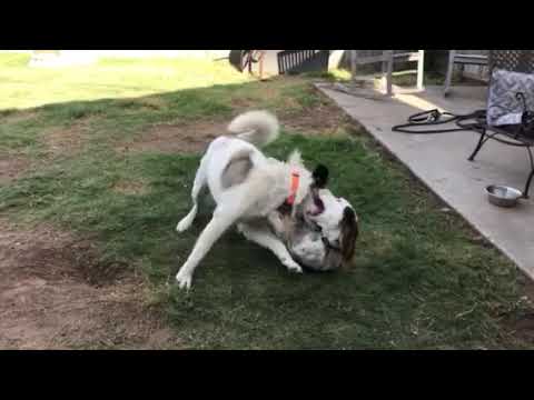 TEXAS, CANYON; **NEEDS ADOPT** "BUDDY", an adopted Anatolian Shepherd & Great Pyrenees Mix in Queen Creek, AZ_image-1