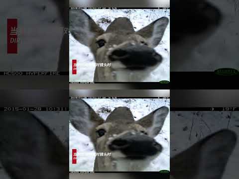 美洲狮：怎样我痞吗？