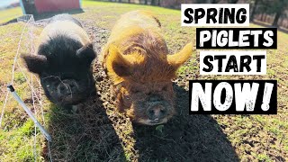 Kunekune Breeding Season Begins!