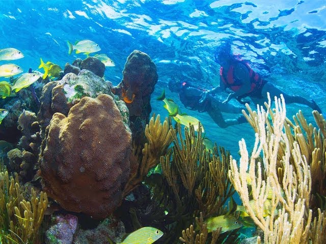 Puerto Morelos Snorkeling (snorkeling in the great barrier reef)