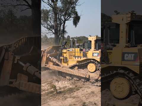 HUGE Tree vs. MASSIVE D10 Bulldozer – Who Comes Out on Top? 🏆