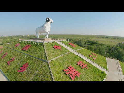 China's Food Culture: Yanchi Tan sheep