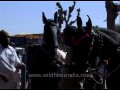 Pushkar Cattle Fair - Horse being exhibited ...