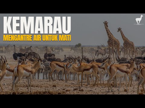 Savannah Drought: A Fight for Water Resources, a Queue to Die