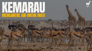 Download lagu Savannah Drought: A Fight for Water Resources, a Queue to Die mp3