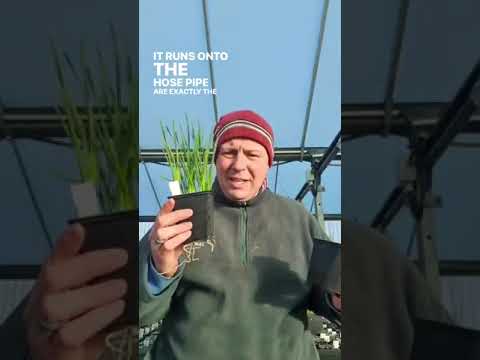 Plantsurge, a magnetic water system, improves Daffodils growing performance. Using magnetizes water