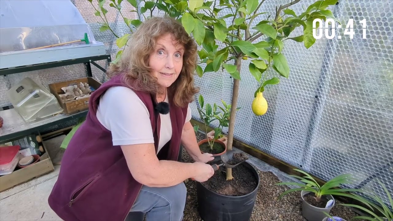 Five Essential Tips for Growing Lemons