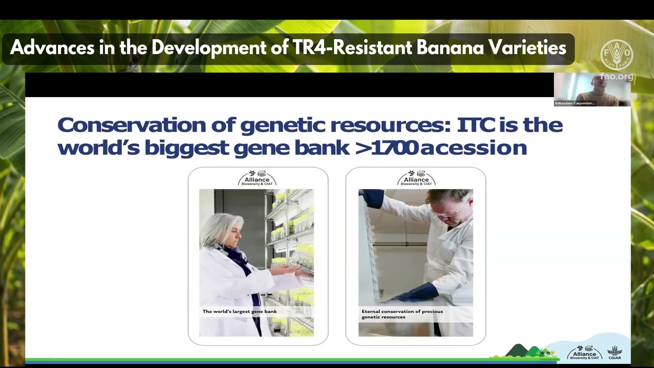 Webinar - Advances in the Development of TR4-Resistant Banana Varieties