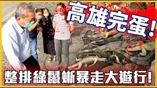 [問卦] 有推薦的綠鬣蜥獵捕頻道或直播嗎??