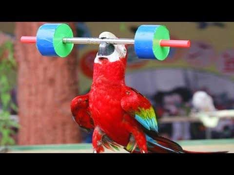 Des perroquets rigolos qui vous imitent comme des pros !