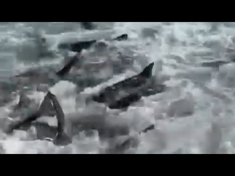 Fisherman Finds Shark Feeding Frenzy