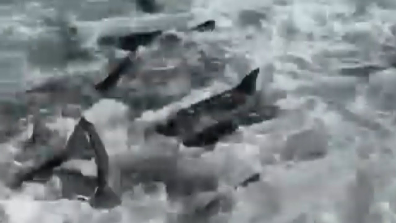 Fisherman Finds Shark Feeding Frenzy