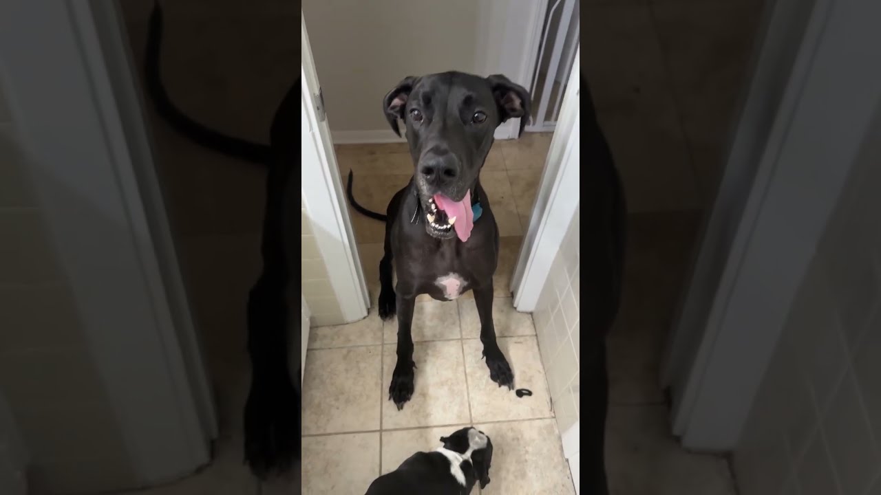 Enlarge Axel, a Adoptable Great Dane in Houston, TX video 5/6