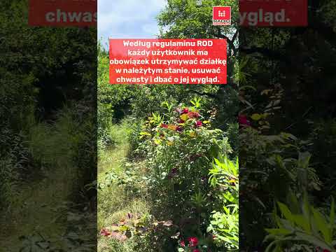 Problem z zaniedbanymi działkami na ROD we Wrocławiu