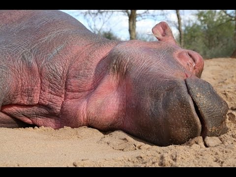 The rescue of Humpty, the Little Hippo | Sheldrick Trust