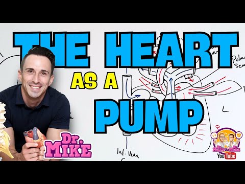 Blood flow of the Heart