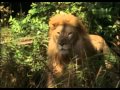 Sheena Lion Demorph HQ