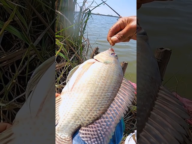 Mancing nila pakai teknik ini dapatnya besar2
