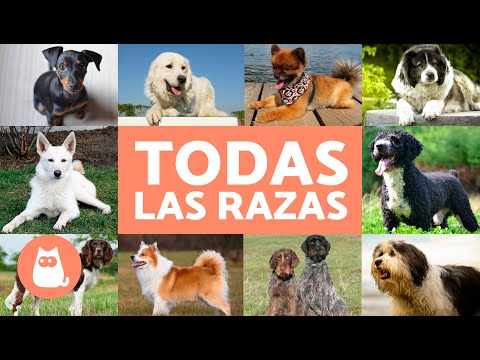 TODAS las RAZAS de PERROS del mundo 🐶 ¡Ordenadas Alfabéticamente!