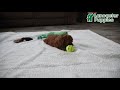 Toy Poodle dogs for sale: Bentley HOUSE RAISED - Video 1