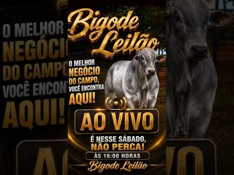 LEILÃO DE GADO DE CORTE - BIGODE LEILÕES CAMPINAÇU - GO - 04/07/2026