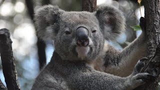 Download lagu CUTE KOALA MOMENTS mp3