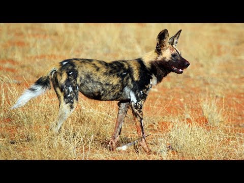 Cantigas de Ogum (Candomblé) com Letra - 05 - Ogum Pá Lelê Pá Ogum Pá Ojarê