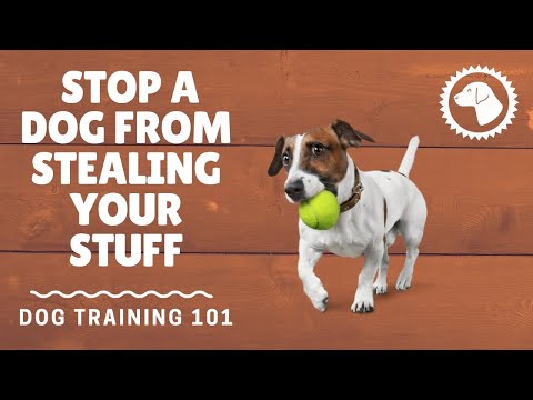 How To Stop A Dog From Stealing Your Stuff | DOG TRAINING 🐶 #BrooklynsCorner